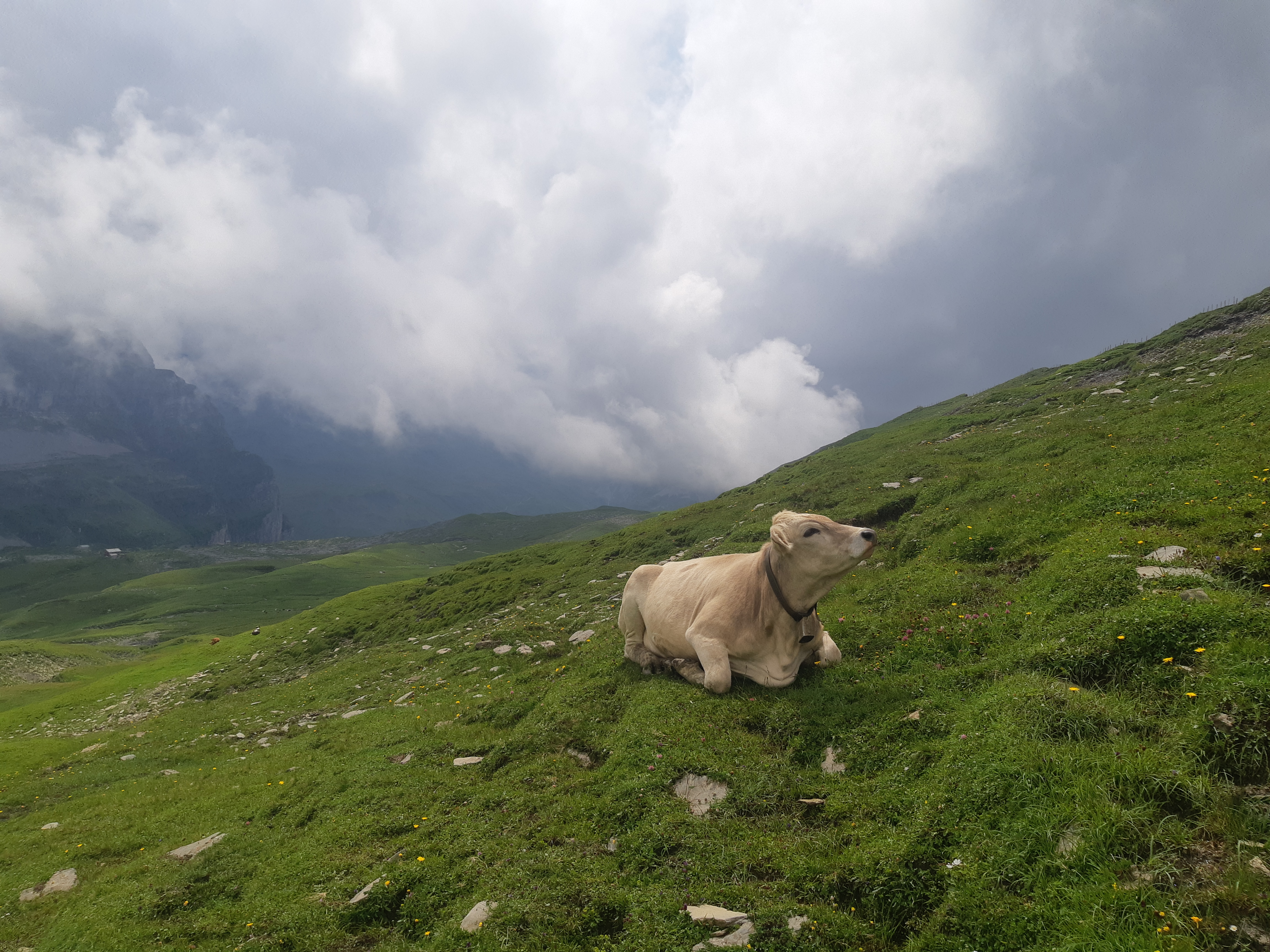 Cow is also enjoying.